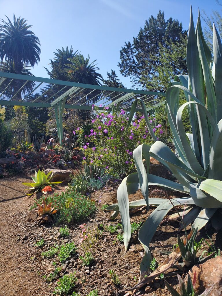 Mother's Day in Walnut Creek Ruth Bancroft Garden